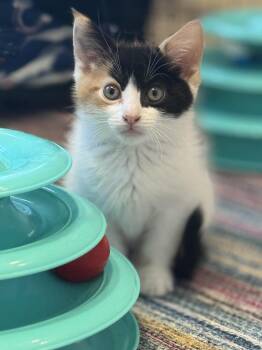 Rescue Domestic Short Hair Cats for Adoption in Philadelphia, Pennsylvania - Jess | PetCurious