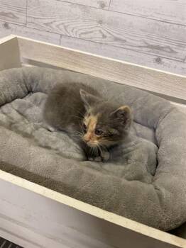 Domestic Short Hair Cats Available for Adoption in Modesto, California - A610575 | PetCurious