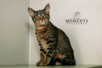 Domestic Short Hair Cats Available for Adoption - Tiger | PetCurious