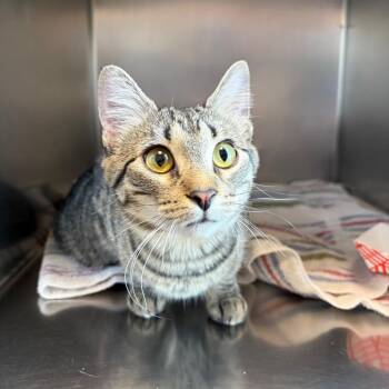 Domestic Short Hair Cats Available for Adoption in Council Bluffs, Iowa - May | PetCurious