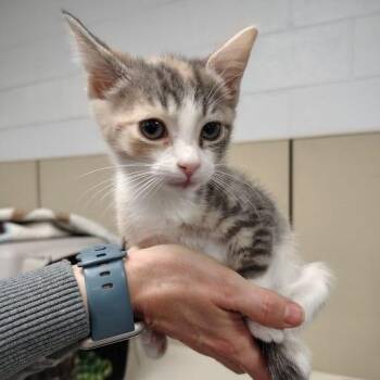 Domestic Short Hair Cats Available for Adoption in South Elgin, Illinois - Belle | PetCurious