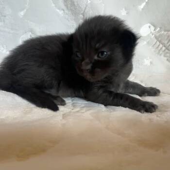 Rescue Domestic Short Hair Cats for Adoption in Monroe, Michigan - Mojito | PetCurious