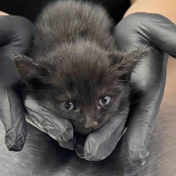 Domestic Medium Hair and Domestic Short Hair Cats Available for Adoption in Pauls Valley, Oklahoma - Toothless | PetCurious