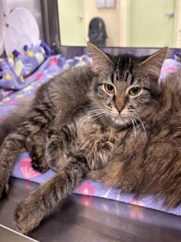 TINY -  Domestic Medium Hair Cat for Adoption in Fort Myers, Florida - TINY | PetCurious