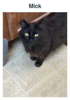 Mick -  Domestic Long Hair Cat for Adoption in Richland Center, Wisconsin - Mick | PetCurious