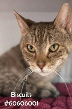 Torbie Cats Available for Adoption in Wilkes-barre, Pennsylvania - Biscuits  | PetCurious