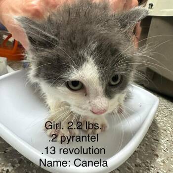 Canela -  Domestic Long Hair Cat for Adoption in Grand Rapids, Minnesota - Canela | PetCurious