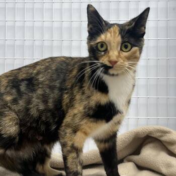 Domestic Short Hair Cats Available for Adoption in Columbiana, Alabama - Elizabeth | PetCurious