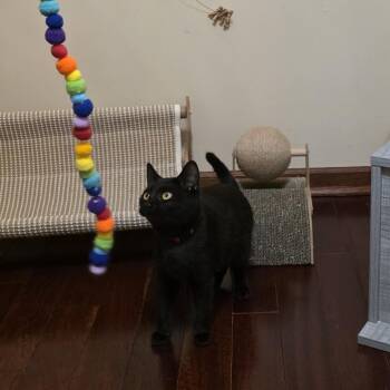 Domestic Short Hair Cats Available for Adoption - Baba Ganoush | PetCurious