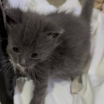 Domestic Long Hair Cats Available for Adoption - Mickey | PetCurious