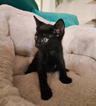 Flynt -  Domestic Medium Hair Cat for Adoption in Lancaster, California - Flynt | PetCurious