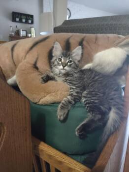 Vinaigrette -  Domestic Medium Hair Cat for Adoption in Vancouver, Washington - Vinaigrette | PetCurious