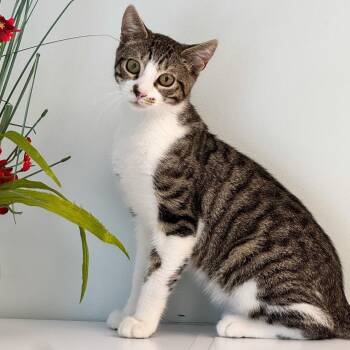 Jake -  Domestic Short Hair Cat for Adoption in Syosset, New York - Jake | PetCurious