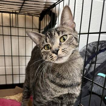 Domestic Short Hair Cats Available for Adoption - Glade | PetCurious