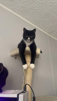 Moose -  Domestic Short Hair Cat for Adoption in Hartsville, South Carolina - Moose | PetCurious