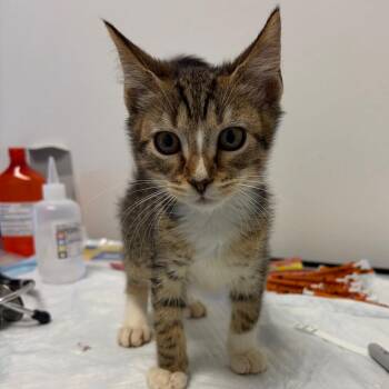 Bulldozer -  Domestic Short Hair Cat for Adoption in Nashville, Tennessee - Bulldozer | PetCurious