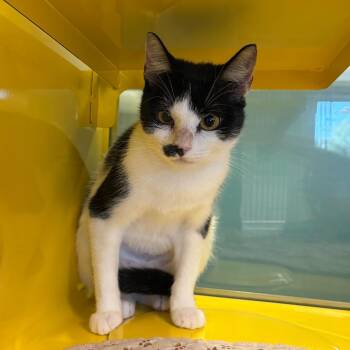 Sweet Treat -  Domestic Short Hair Cat for Adoption in Abilene, Texas - Sweet Treat | PetCurious