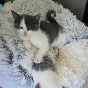Mankind (Bonded w/ Cactus Jack) -  Domestic Short Hair Cat for Adoption - Mankind (Bonded W/ Cactus Jack) | PetCurious