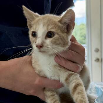 Tampa Bowers -  Domestic Short Hair Cat for Adoption in Woodstock, Virginia - Tampa Bowers | PetCurious