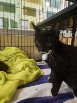 Neptune -  Domestic Short Hair Cat for Adoption in Charleston, South Carolina - Neptune | PetCurious