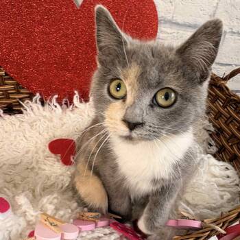 Domestic Short Hair Cats Available for Adoption - Biscuit | PetCurious