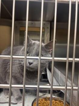 Bog -  Domestic Short Hair Cat for Adoption in Wichita, Kansas - Bog | PetCurious
