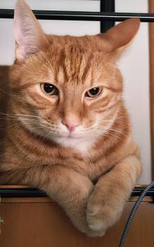 Antonio -  Tabby Cat for Adoption in Montreal, Quebec - Antonio | PetCurious