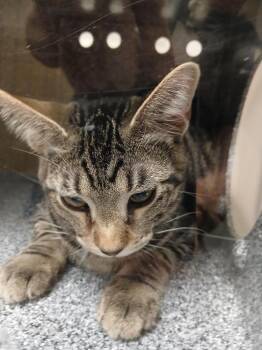 Rick -  Domestic Short Hair Cat for Adoption in Greenfield, Indiana - Rick | PetCurious