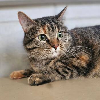 Rescue Domestic Short Hair Cats for Adoption in Laredo, Texas - Icing | PetCurious