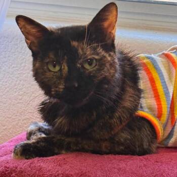 Katla -  Domestic Short Hair Cat for Adoption in Las Vegas, Nevada - Katla | PetCurious