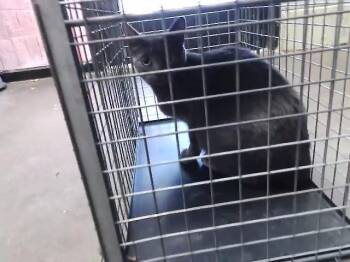 IVY -  Domestic Short Hair Cat for Adoption in Tulsa, Oklahoma - IVY | PetCurious