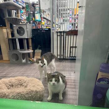 Peter & Paul -  Domestic Short Hair Cat for Adoption in Greece, New York - Peter & Paul | PetCurious