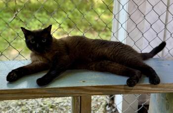 Rescue Burmese Cats for Adoption in Ashland, Ohio - Yeager | PetCurious