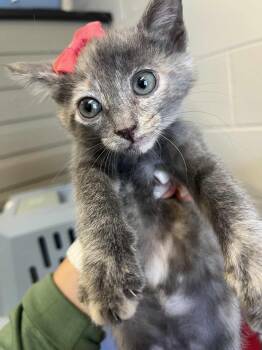 Rescue American Shorthair Cats for Adoption in Cleveland, Alabama - F073 | PetCurious