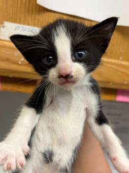 Pierre -  Domestic Short Hair Cat for Adoption in Lockhart, Texas - Pierre | PetCurious
