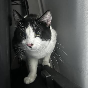 Yooka -  Domestic Short Hair Cat for Adoption in Davenport, Iowa - Yooka | PetCurious