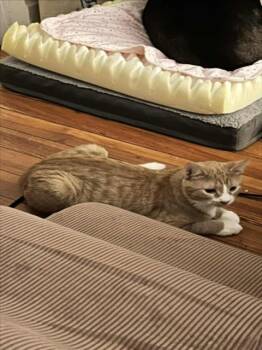 Rescue Domestic Short Hair Cats for Adoption in Hagerstown, Maryland - CHERRY TART | PetCurious