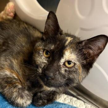 Spumoni -  Domestic Short Hair Cat for Adoption in Keizer, Oregon - Spumoni | PetCurious