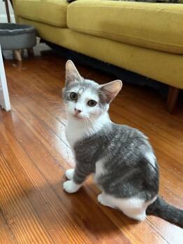 Naomi -  Domestic Short Hair Cat for Adoption in Norfolk, Virginia - Naomi | PetCurious