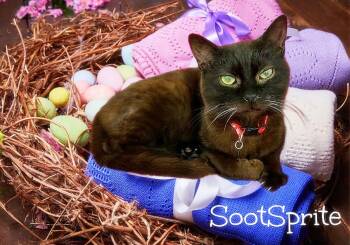 Domestic Short Hair Cats Available for Adoption - SootSprite *kitten* | PetCurious