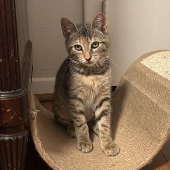 Tala -  Torbie Cat for Adoption in East Northport, New York - Tala | PetCurious