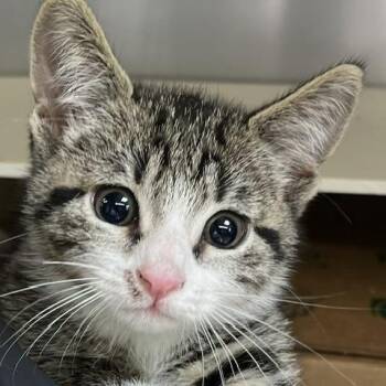 Tink Tink -  Domestic Short Hair Cat for Adoption in Baltimore, Maryland - Tink Tink | PetCurious