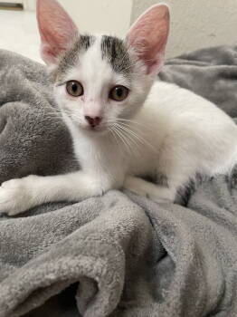 Rescue Domestic Short Hair Cats for Adoption in Rowlett, Texas - Aspen | PetCurious