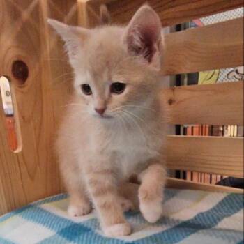 Domestic Short Hair Cats Available for Adoption in Lynchburg, Virginia - Mango | PetCurious