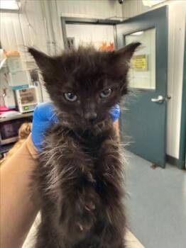 *HONEY -  Domestic Medium Hair Cat for Adoption in Woodland, California - *HONEY | PetCurious
