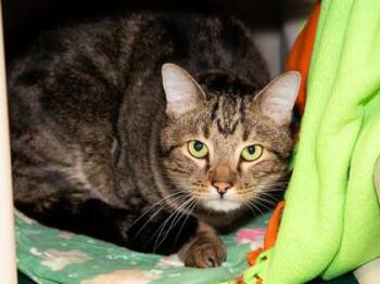 Leo -  Domestic Short Hair Cat for Adoption in Longmont, Colorado - Leo | PetCurious