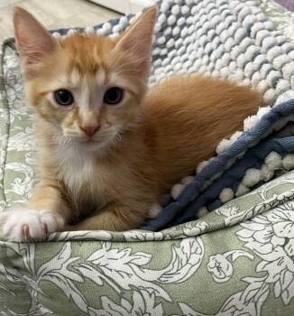 Ragnor -  Domestic Short Hair Cat for Adoption in Cottonwood, Arizona - Ragnor | PetCurious