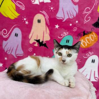 Lemon -  Domestic Short Hair Cat for Adoption in Riverwoods, Illinois - Lemon | PetCurious