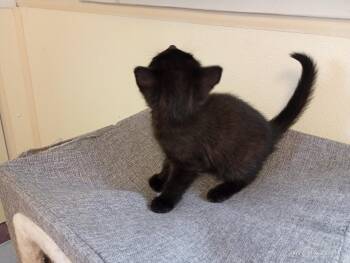 Squirrel -  Domestic Short Hair Cat for Adoption in Saint James, Minnesota - Squirrel | PetCurious