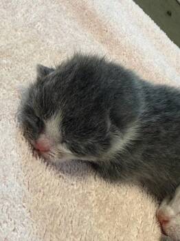 Domestic Short Hair Cats Available for Adoption in Williamsburg, Iowa - Suzy (Available 6/5/26) | PetCurious